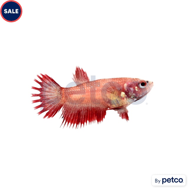 Female Red Crowntail Betta - Carousel image #1