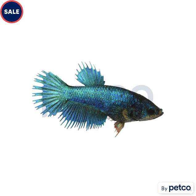 Female Blue Crowntail Betta - Carousel image #1