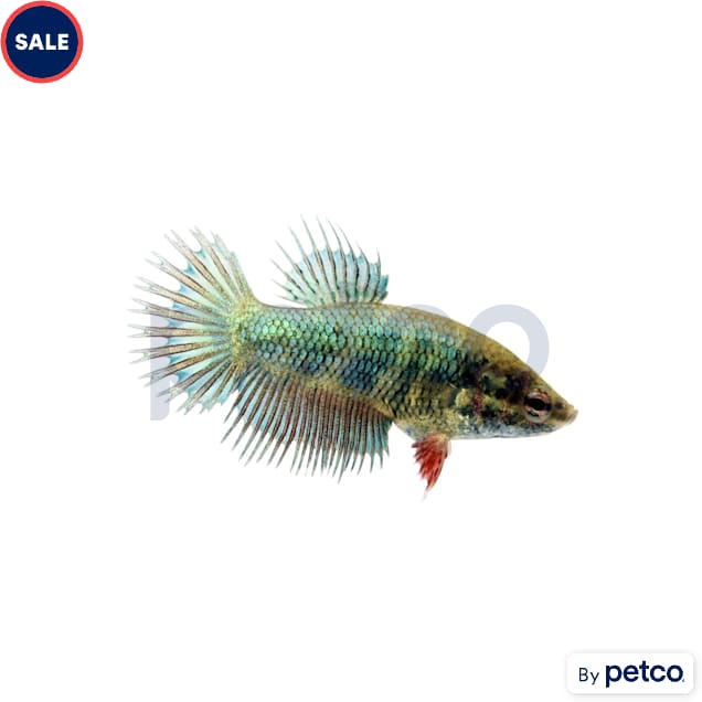 Female Green Crowntail Betta - Carousel image #1