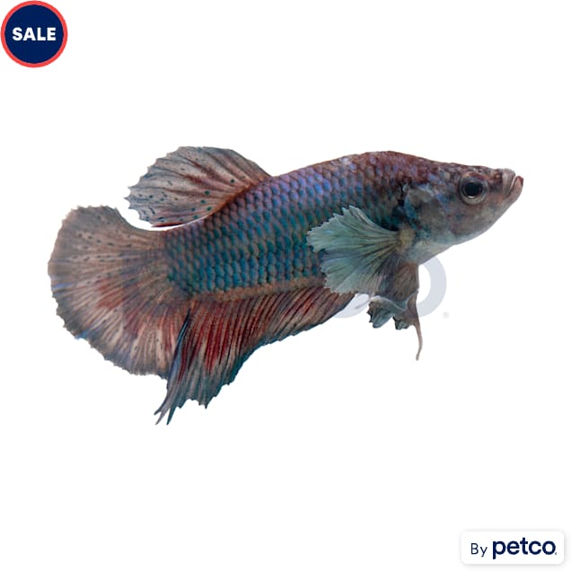 Elephant Ear Halfmoon Plakat Betta - Carousel image #1
