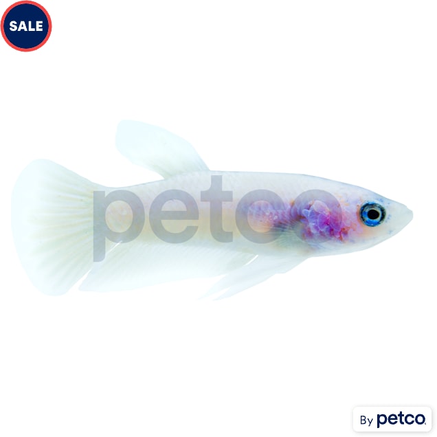 Baby Betta - Carousel image #1