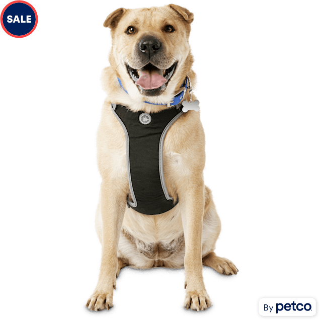 Black - Gold Series Deluxe Harness - REGAL DOG - Slip-On Dog Harness
