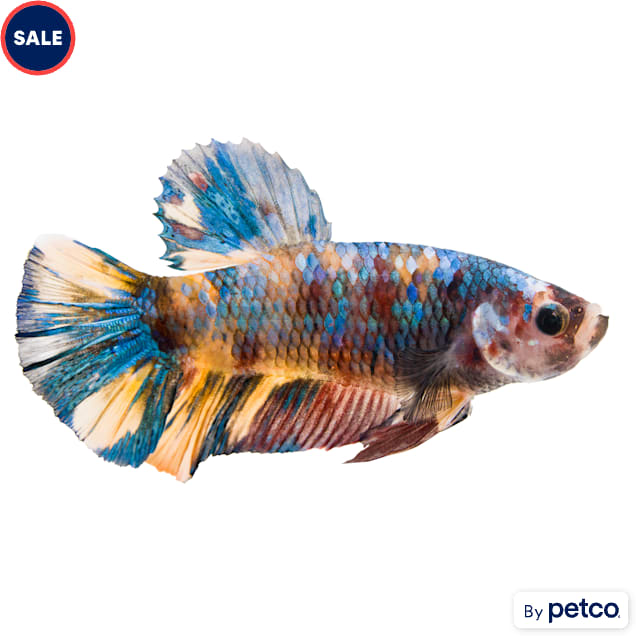 Male Koi Betta - Carousel image #1