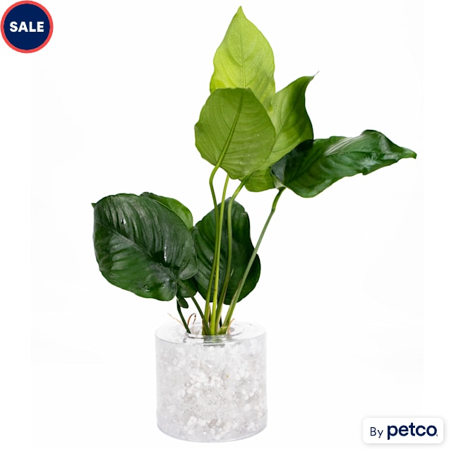 Anubias sp. "Barteri" - Aquarium Tube Plant, Medium - Carousel image #1