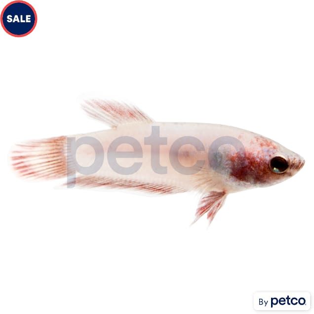 Baby Girl Betta - Carousel image #1