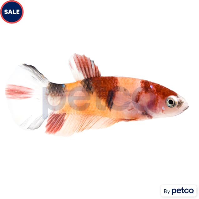 Female Koi Betta - Carousel image #1