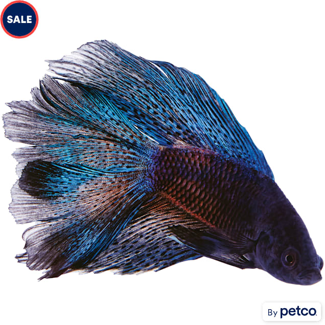 Male Black Orchid Betta - Carousel image #1