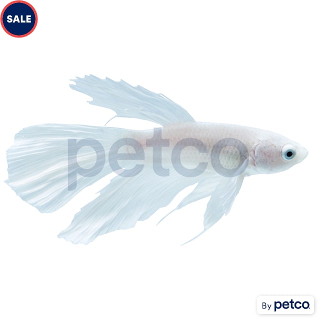 Male White Opal Betta - Carousel image #1