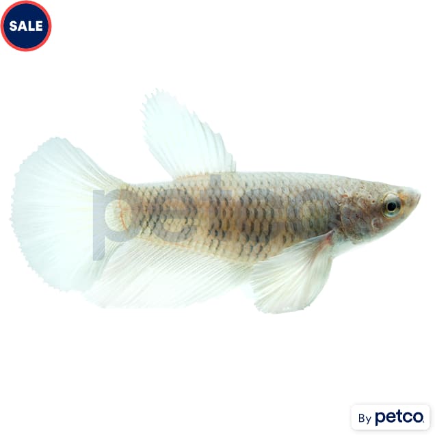 Female Elephant Ear Betta - Carousel image #1