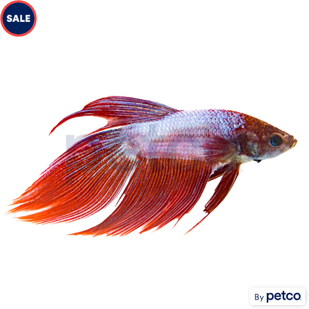 Male Dragonscale Betta - Carousel image #1