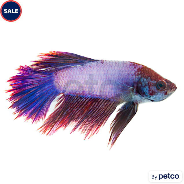 Male Rose Petal Betta - Carousel image #1