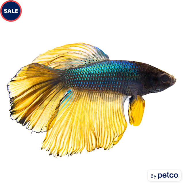 Male Bumblebee Betta - Carousel image #1