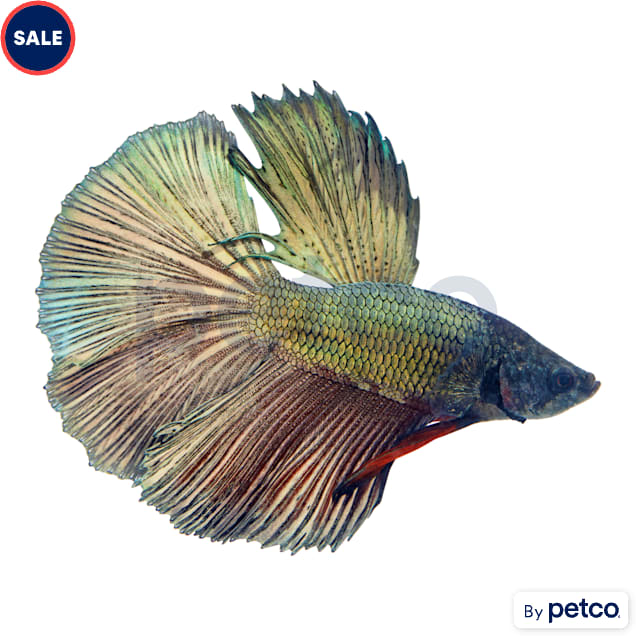 Male Copper Betta - Carousel image #1