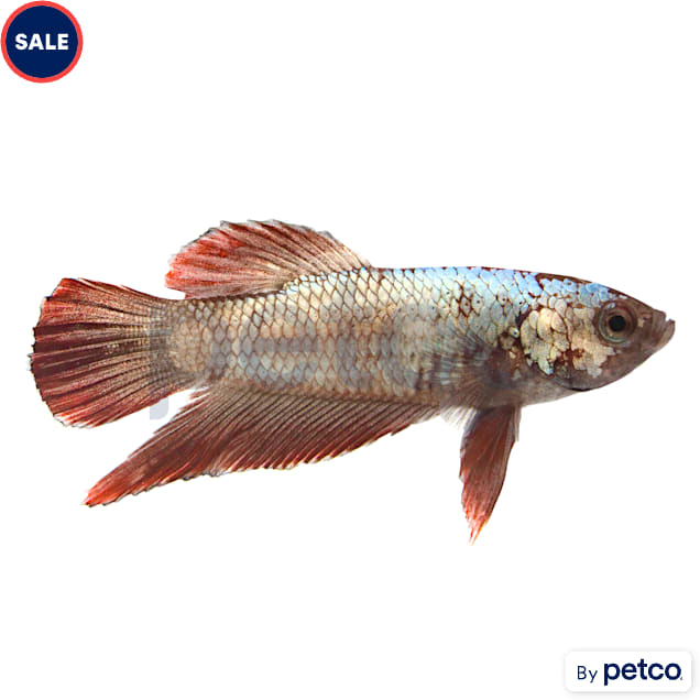 Male Red Platinum Dragon Betta - Carousel image #1