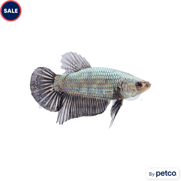 Male Black Platinum Dragon Betta - Carousel image #1