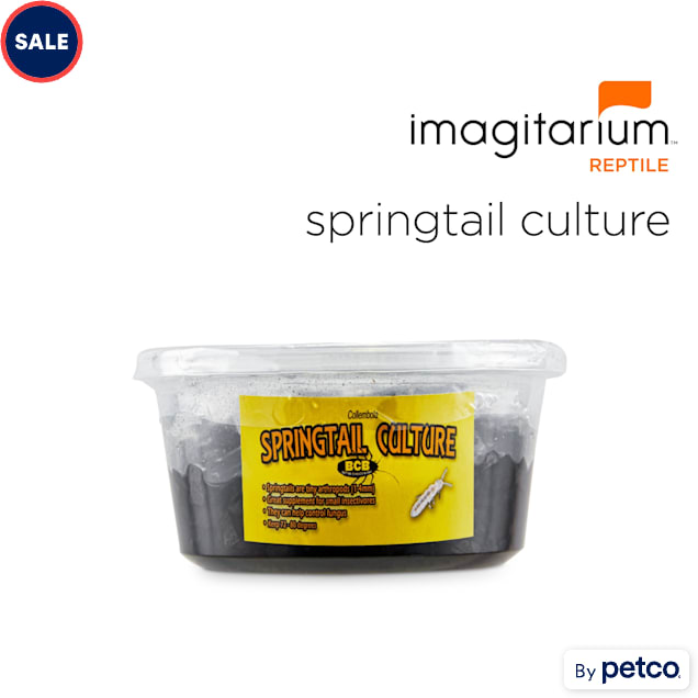 Springtail Culture (Collembola sp.), Pack of 4 - Carousel image #1