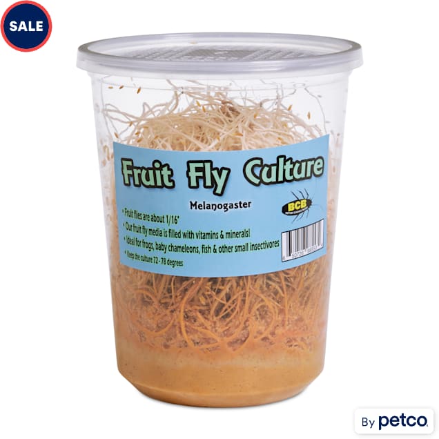 Melanogaster Fruit Fly Culture (Drosophila melanogaster) - Pack of 4 - Carousel image #1