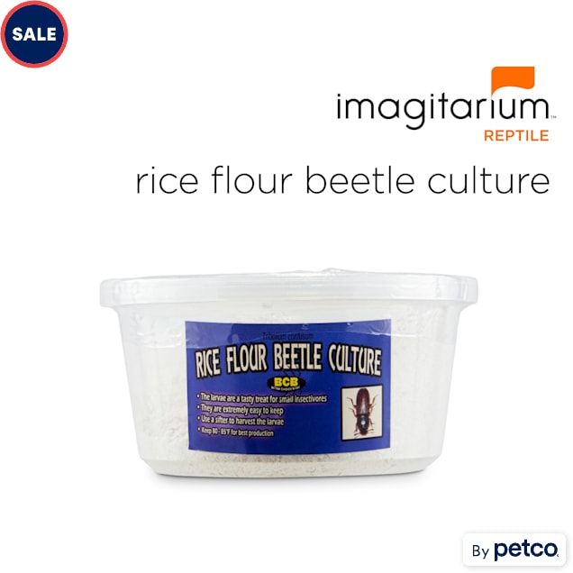 Rice Flour Beetle Culture (Triboliun Confusum), Pack of 4 - Carousel image #1