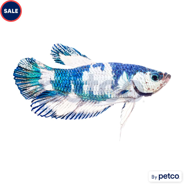 Male Blue Marble Betta - Carousel image #1