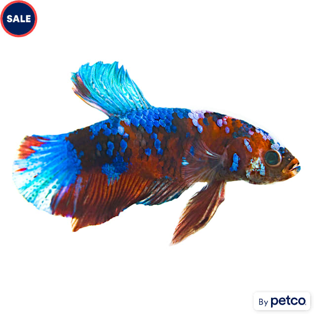 Male Galaxy Koi Betta - Carousel image #1