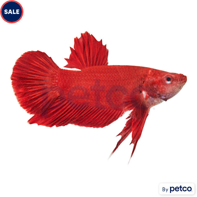 Male Blood Moon Betta - Carousel image #1