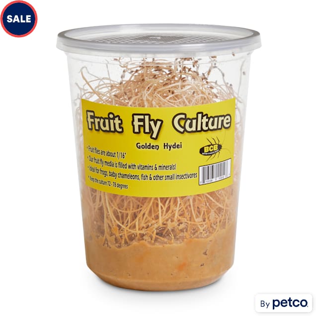 Golden Hydei Fruit Fly Culture (Drosophila hydei) - Pack of 4 - Carousel image #1