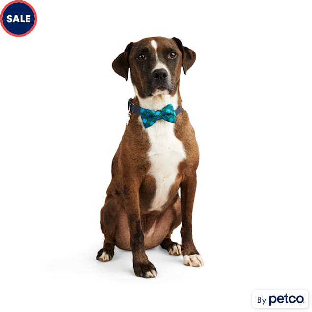 YOULY Blue Bowtie Set for Small Dogs, Small, Pack of 2 Petco