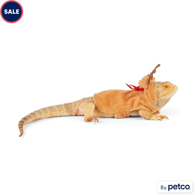 Petco store bearded dragon