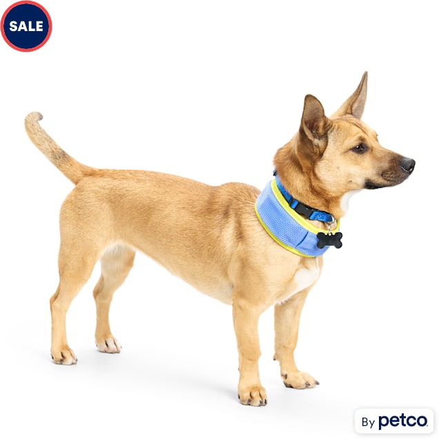 YOULY Blue Cooling Dog Collar, Small Petco