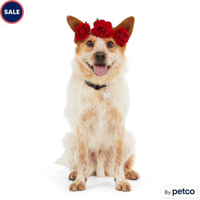 Petco dog 2025 bows