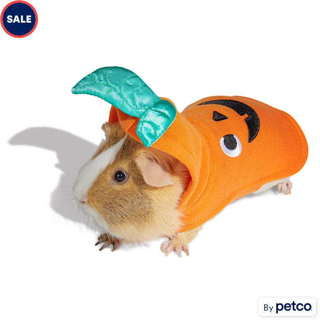 Guinea pig clothes petco outlet