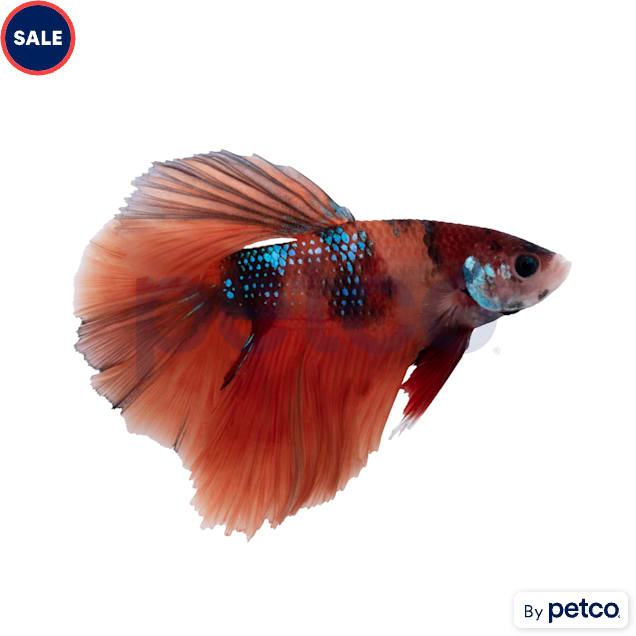 Tangerine Koi Betta For Sale Male Petco