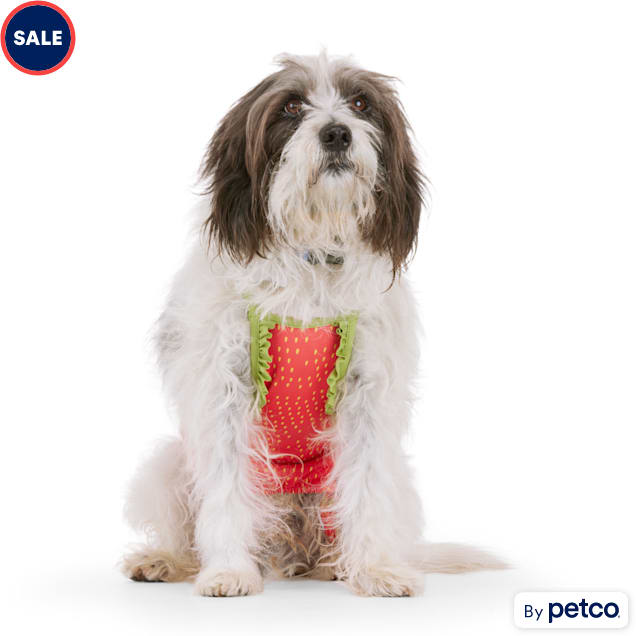 Swimsuit for small dogs sales