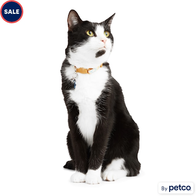 Cat collar shop friendship bracelet
