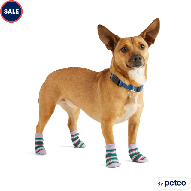 Small dog pack hotsell