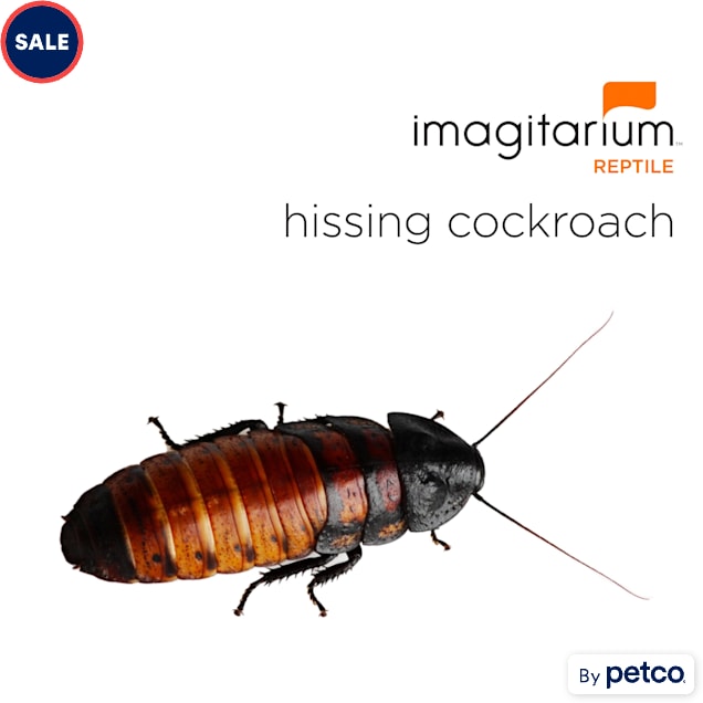 Hissing Cockroach (Gromphadorhina portentosa), Large, 100 Count - Carousel image #1