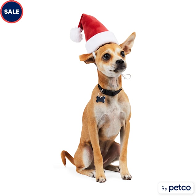 Dog in christmas hat top