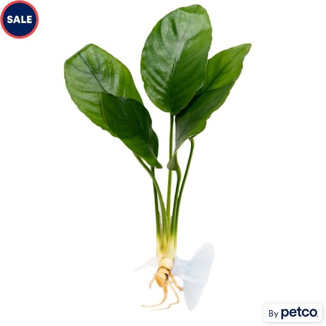 Anubias Plant on Suction Cup - Carousel image #1