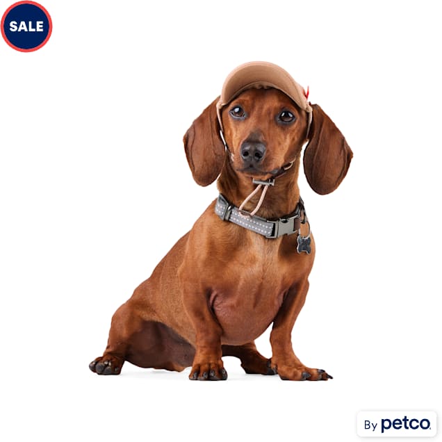 Dog hats petco store