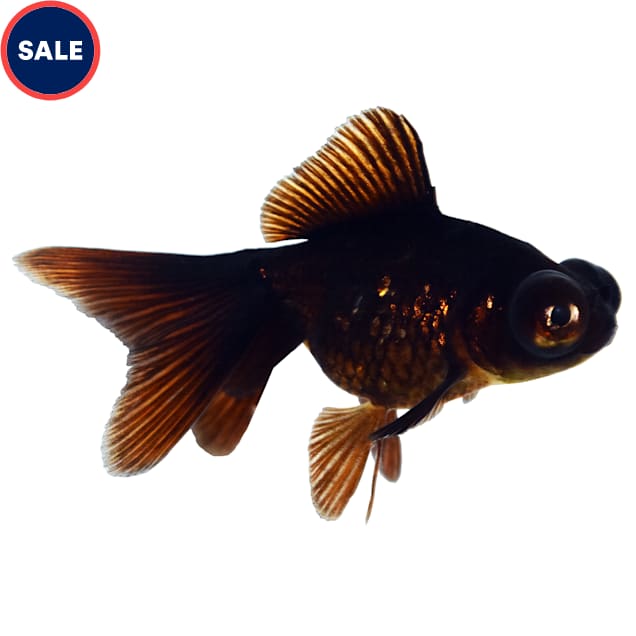 Black Moor Goldfish (Carassius auratus) - Carousel image #1