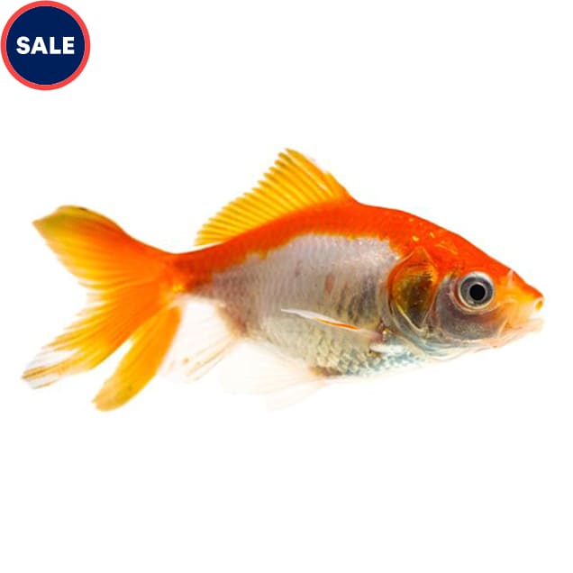 Red Fantail Goldfish (Carassius auratus) - Large - Carousel image #1