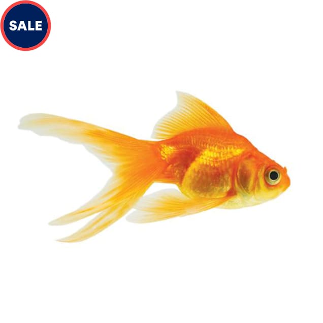 Red Ryukin Goldfish (Carassius auratus) - Medium - Carousel image #1