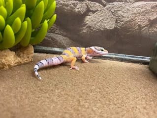 Side shot of leopard gecko in terrarium