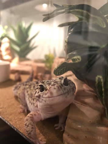 leopard gecko in terrarium