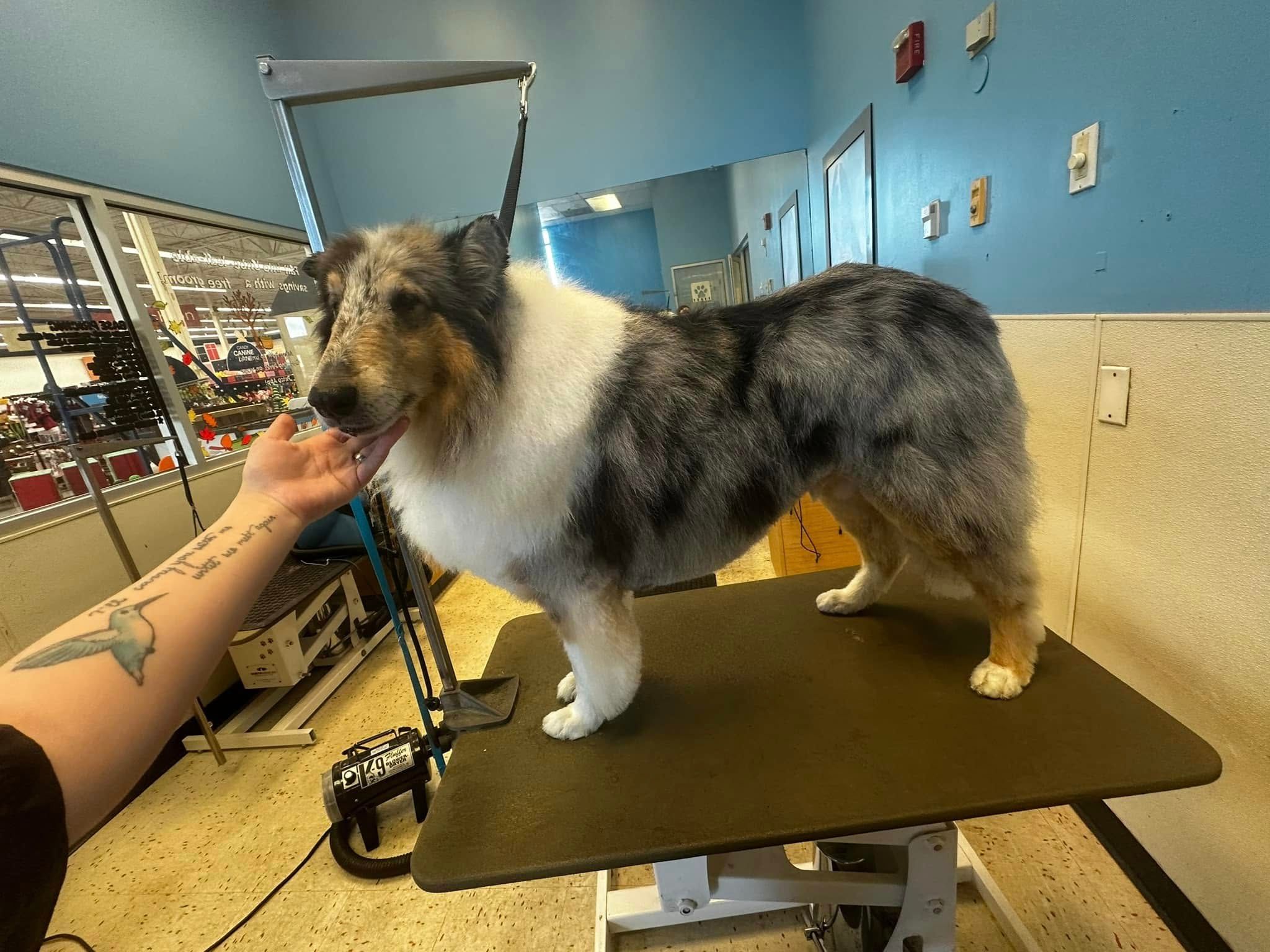 Petco Dog Grooming Nashville TN Baths Nail Trimming