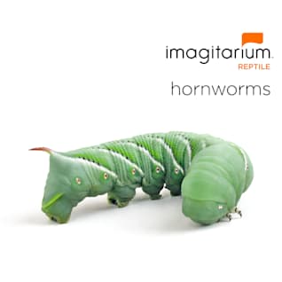 Live Mealworms & Flies: Superworms & Wax Worms