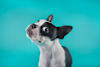 Breed Gallery Indicator 4