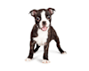 Breed Gallery Indicator 1