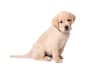 Breed Gallery Indicator 1