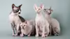 Breed Gallery Indicator 0